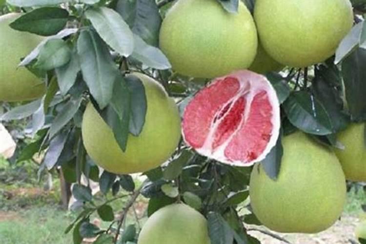 磷酸二氢钾正确施肥方法和时间