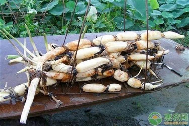 根腐病用什么杀菌药效果好