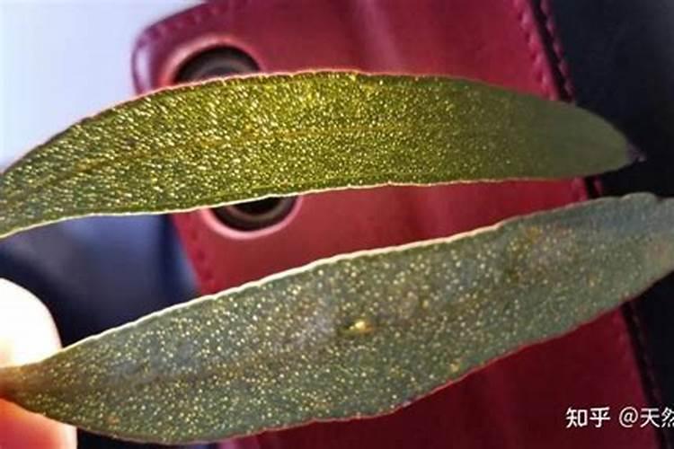 有机肥含有什么元素