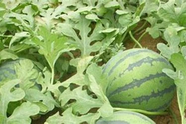 在花生后期,喷施磷酸二氢钾为什么能增产？还有哪些需要注意的地方？