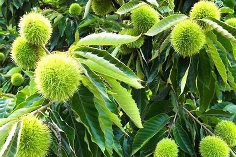 磷钾肥有哪些种类