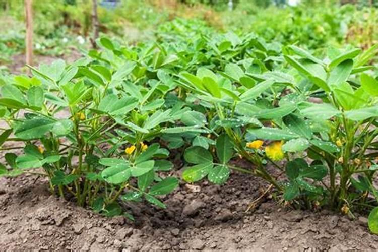 花生开花期要施什么肥 花生开花期怎么施肥