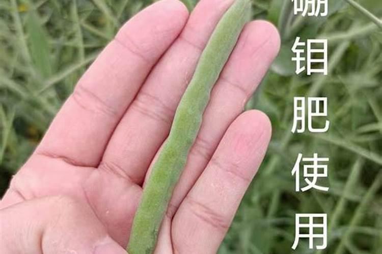 棉花缺锌要怎样施用锌肥改善？