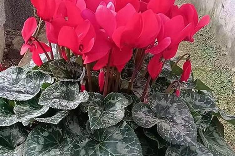 动物骨粒是做什么的