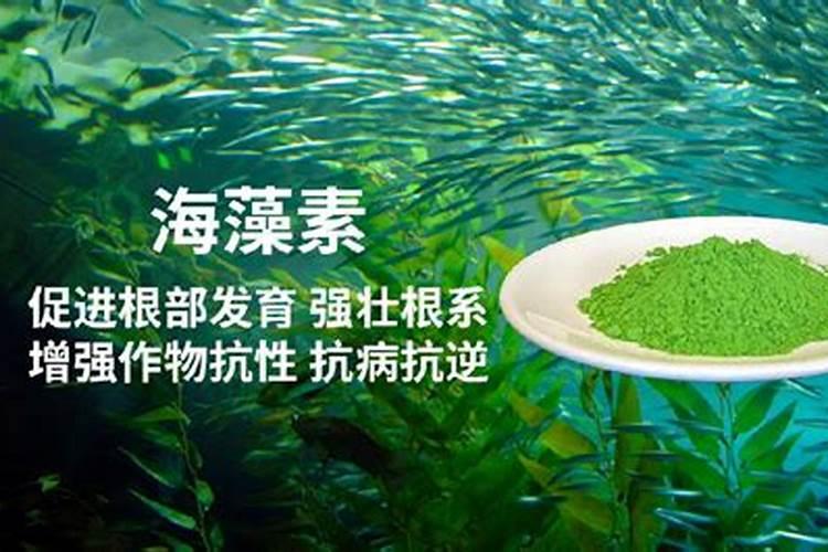 肥老头产品介绍