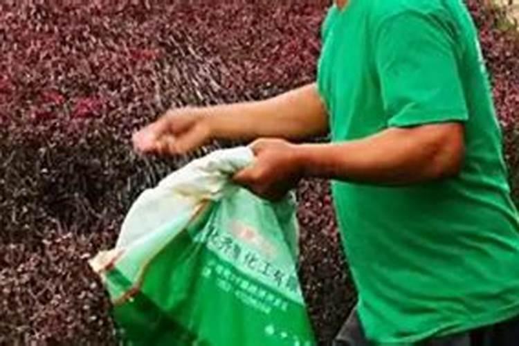 春油菜栽培施肥要注意什么？