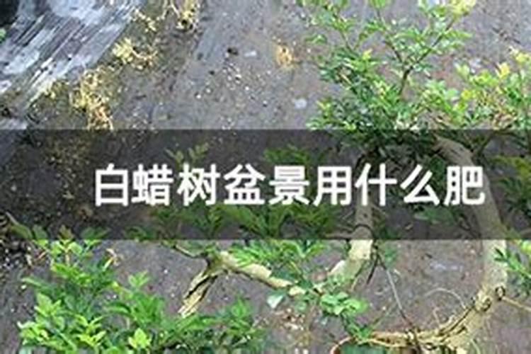 白蜡树小苗施肥时间