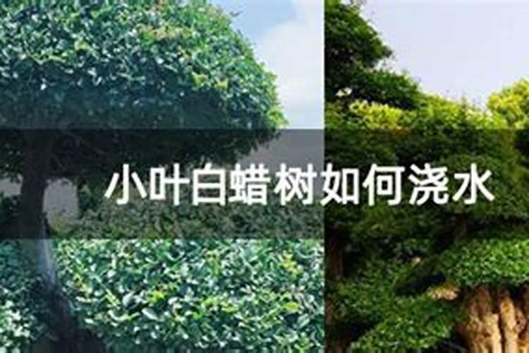 对节白蜡什么时候施肥
