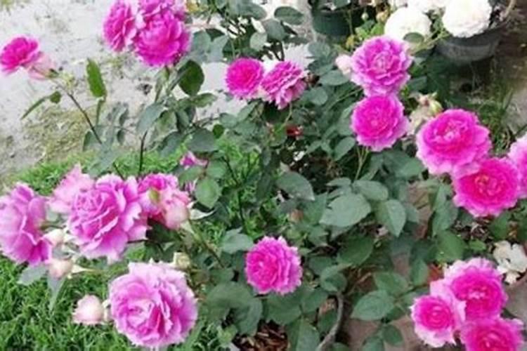 八角树施什么肥料才不、落花,结果又多呢,谢射。