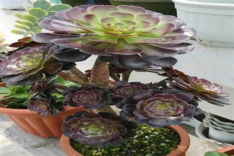 黑法师怎么施肥