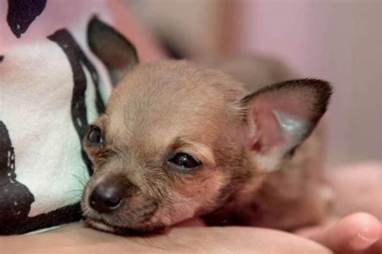 家庭能种哪些树呢 家庭适合种什么树