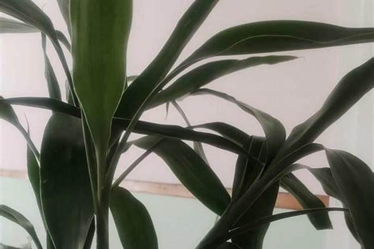 桉树用什么肥料最合适