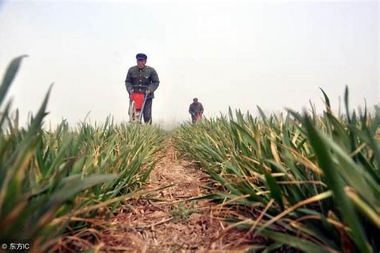 怎么看得出南瓜藤被别人打出草剂