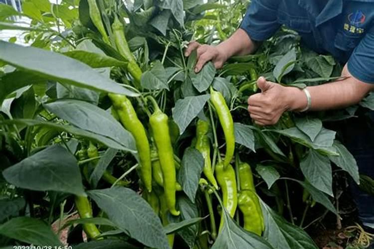 辣椒追肥什么肥料好？水溶肥好吗