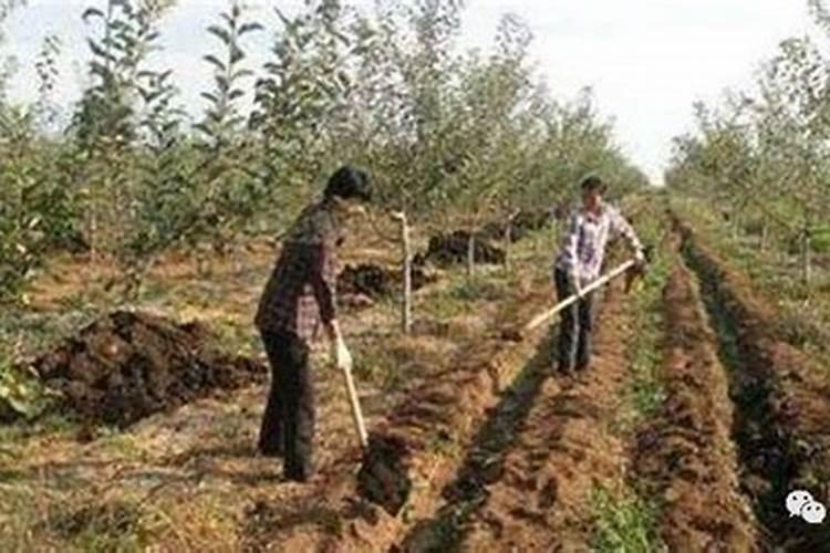 发财树叶子变黄、干枯,怎么办啊