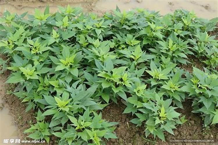 如何给一棵富贵树施肥施肥后叶子干枯太多怎么办？