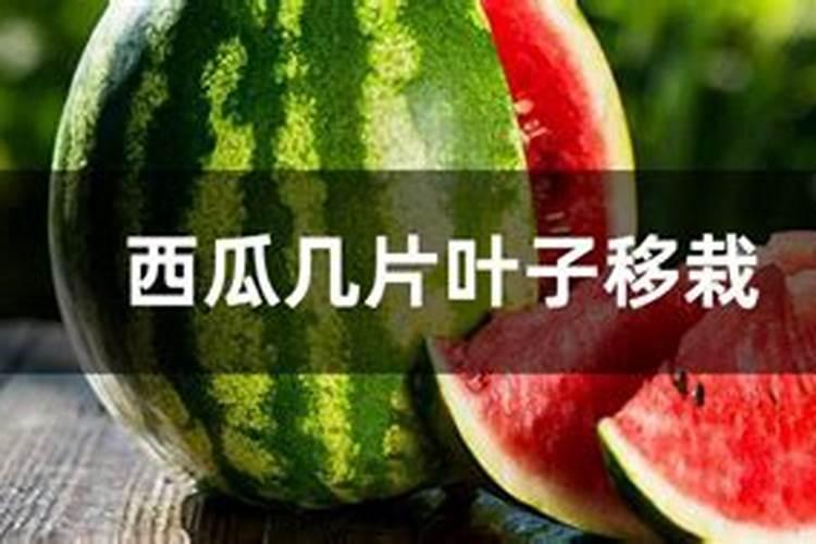 西瓜移栽后几天可以施肥