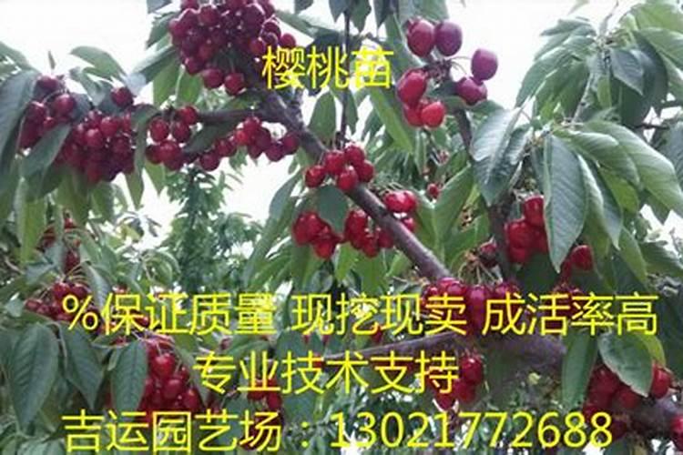 红宝石葡萄的管理