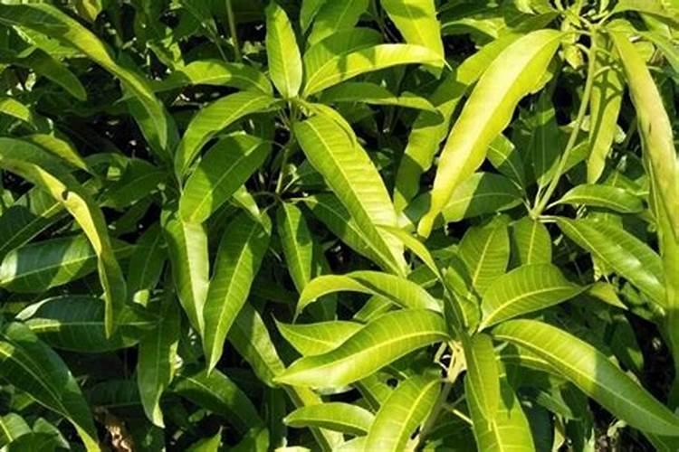 山药的施肥时间