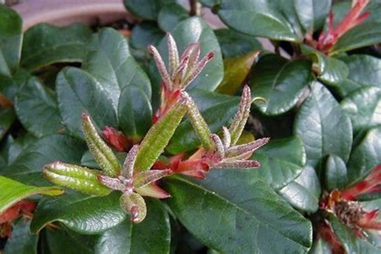 鱼蛋白使用注意事项