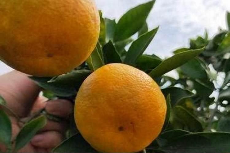 水果肥料的制作方法