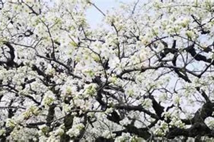 夏天怎么养花不长叶子呢 夏天如何让花的叶子长得好