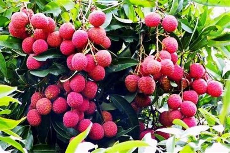 荔枝怎样保花保果？