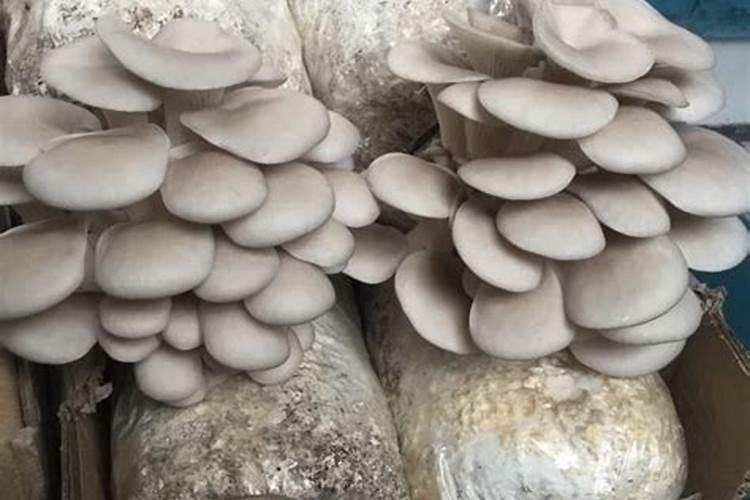 硼肥在大豆的用量是多少