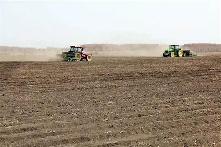 黑土地可以种植薰衣草吗花卉百科