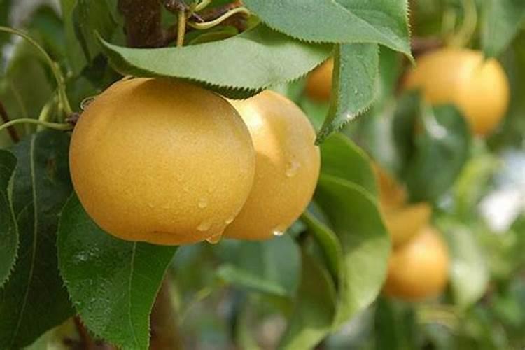 膨果肥用什么肥最好