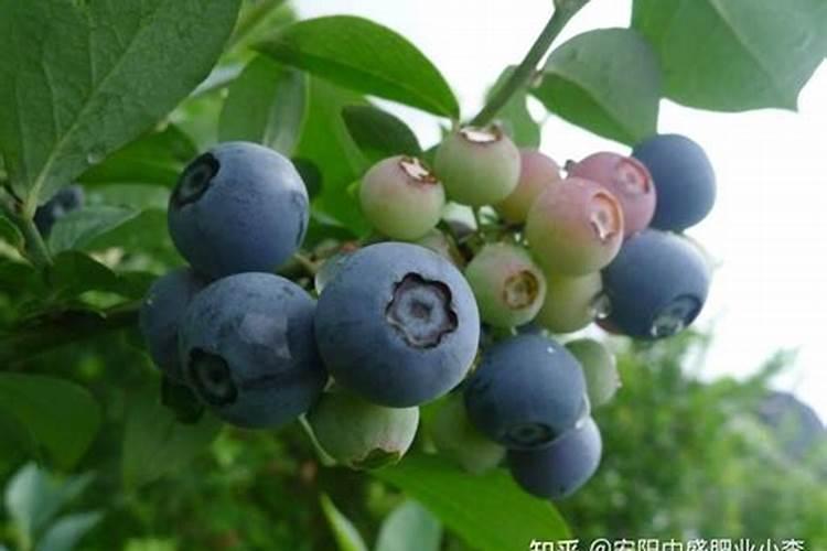 蓝莓施什么肥最好