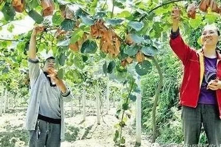农用碳酸氢铵含量通常是多少