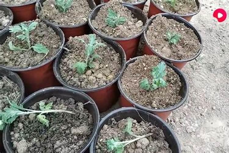 菊花花谢了后该怎样修剪？