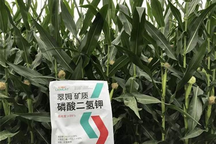 3个15 可以追玉米吗氯化钾复合肥