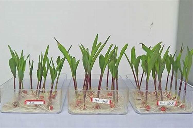 玉米在什么时期追钾肥