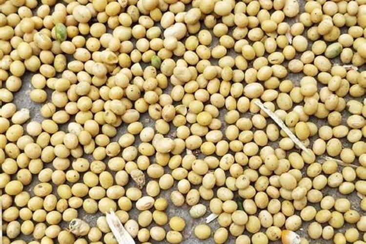 煮熟的黄豆怎么发酵做肥料