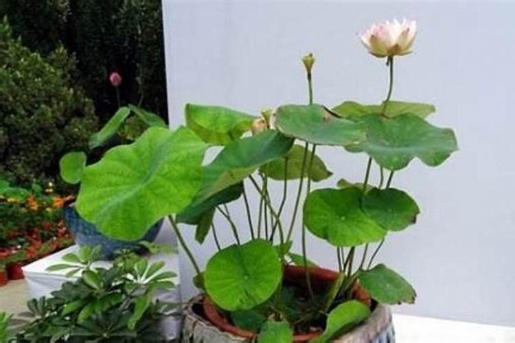 绣球花如何浇水 绣球花叶子多久浇水一次