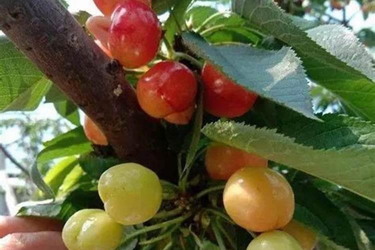 大樱桃春季施什么肥