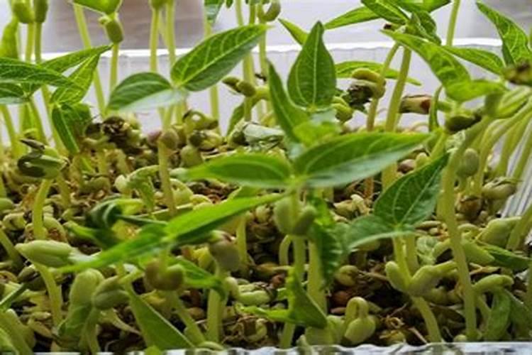 花生壳怎么发酵养兰花