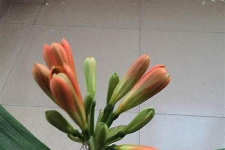 立秋后君子兰施什么肥