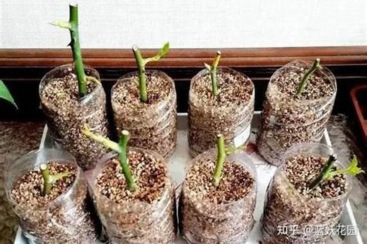 家中经常见的哪些东西是多肉的极品肥料？