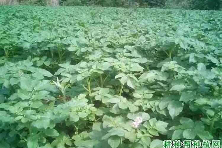 马铃薯什么病害,用什么治疗