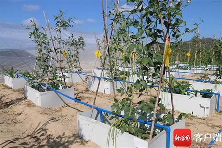 怎么让树根腐烂快点