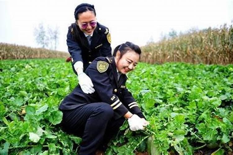 大蒜什么时间追肥,用什么肥料最佳