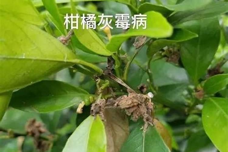 绿化树木最好的肥料是什么？