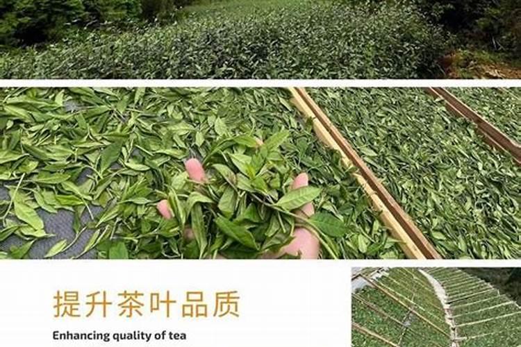 琴叶榕掉叶子怎么办