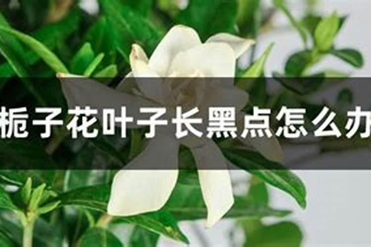 栀子花为什么只长叶子不开花