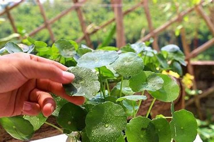 农药有效成分含量是什么意思