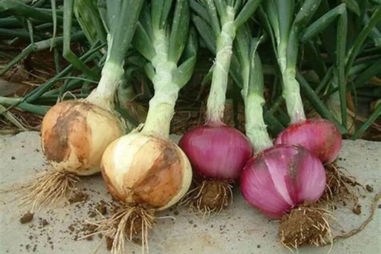 年前栽的洋葱苗期怎么管理