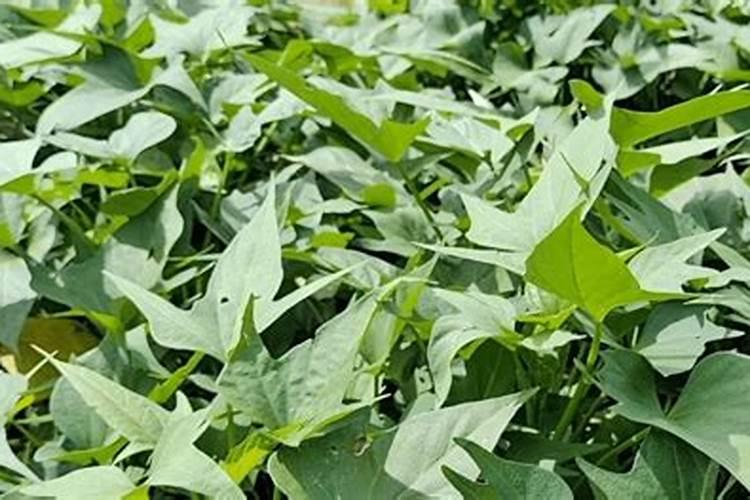 进口香蕉产地有哪些地方